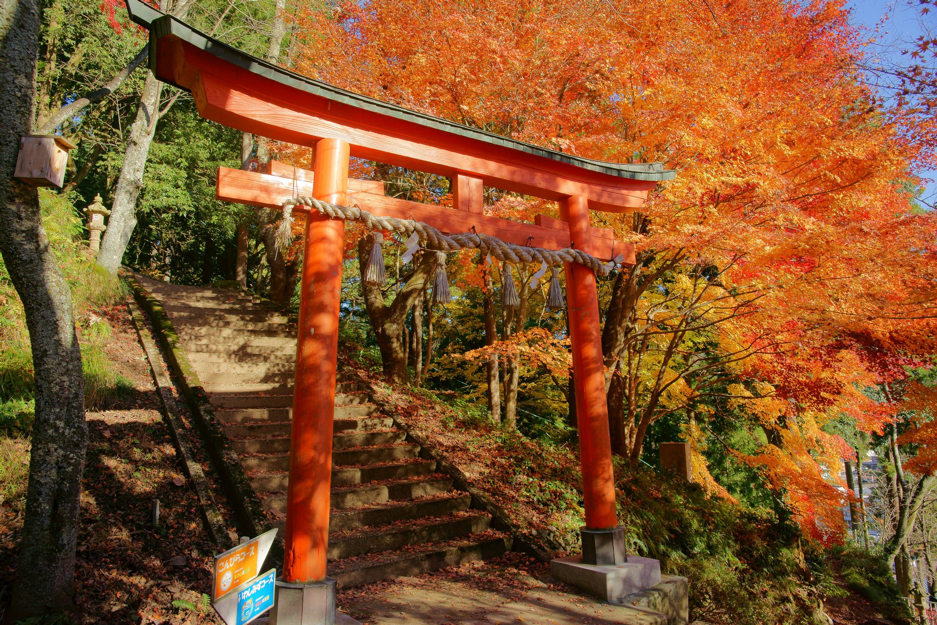 日本の風景 花筐公園のもみじと鳥居 壁紙19x1280 壁紙館