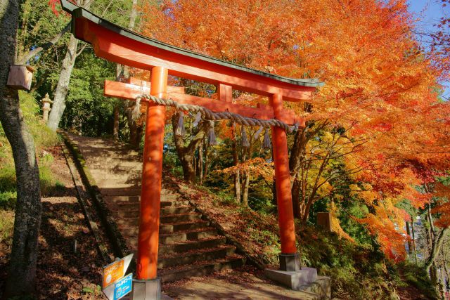 花筐公園のもみじと鳥居