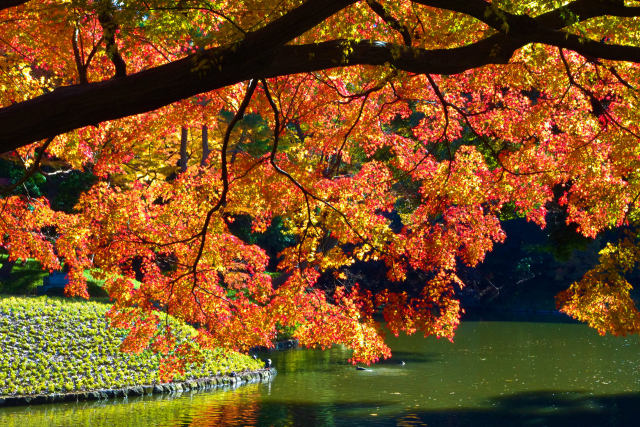 小石川後楽園 水辺の紅葉