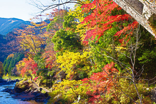 奥多摩 御岳渓谷の紅葉