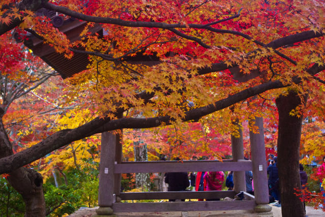 嵯峨野 常寂光寺の紅葉