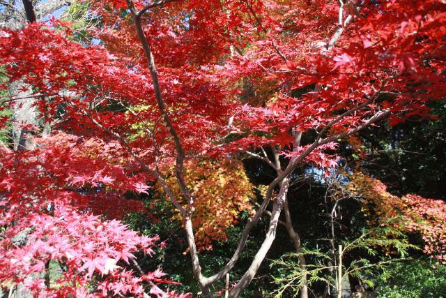 清水寺の紅葉