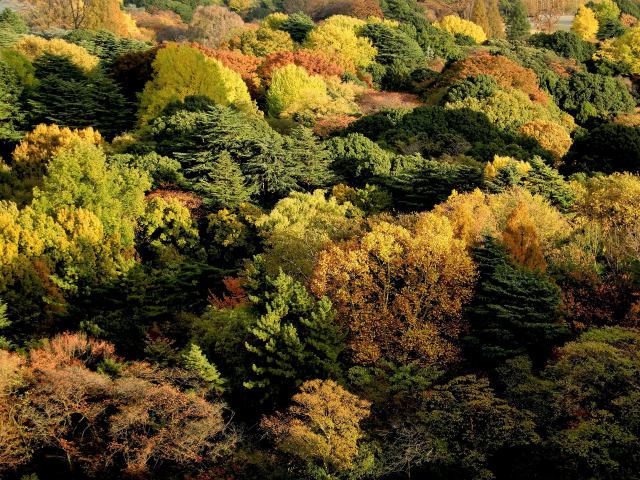 紅葉を俯瞰する