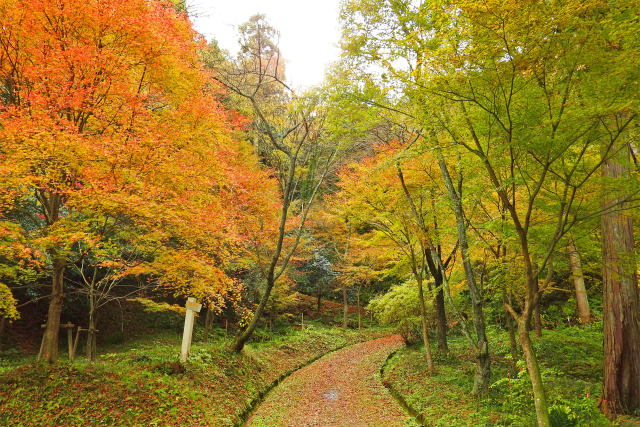 秋の散歩道9