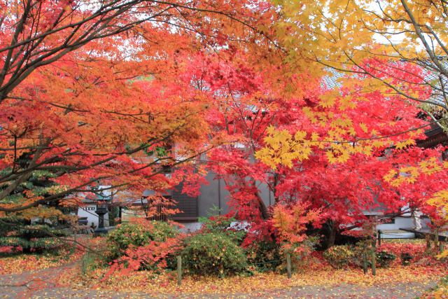 法泉寺の紅葉