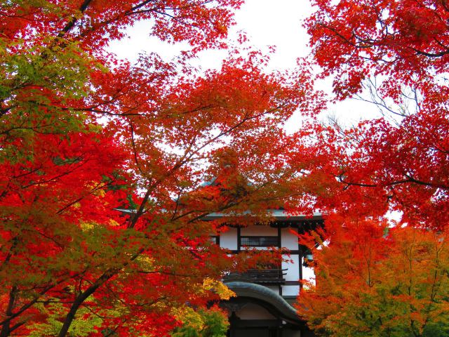 永観堂図書館前の紅葉