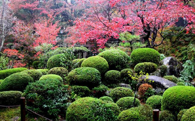 湖東三山金剛輪寺の紅葉(5)