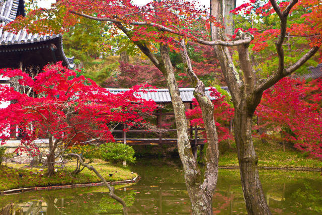 高台寺 臥龍池と紅葉