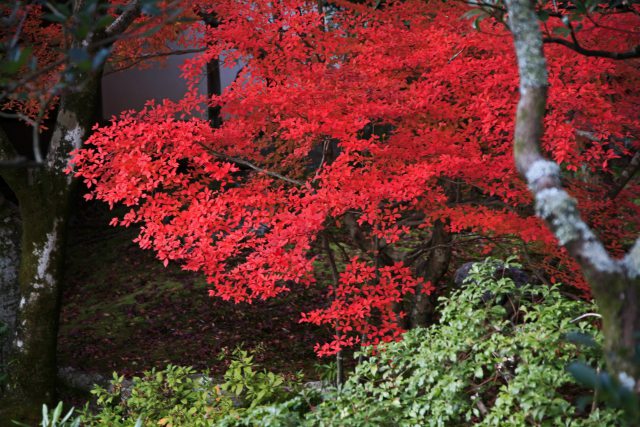 仁和寺のもみじ