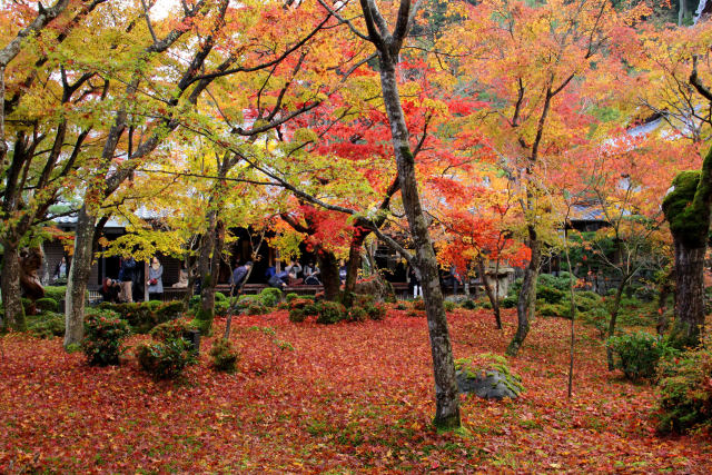 京都の紅葉・圓光寺・#6