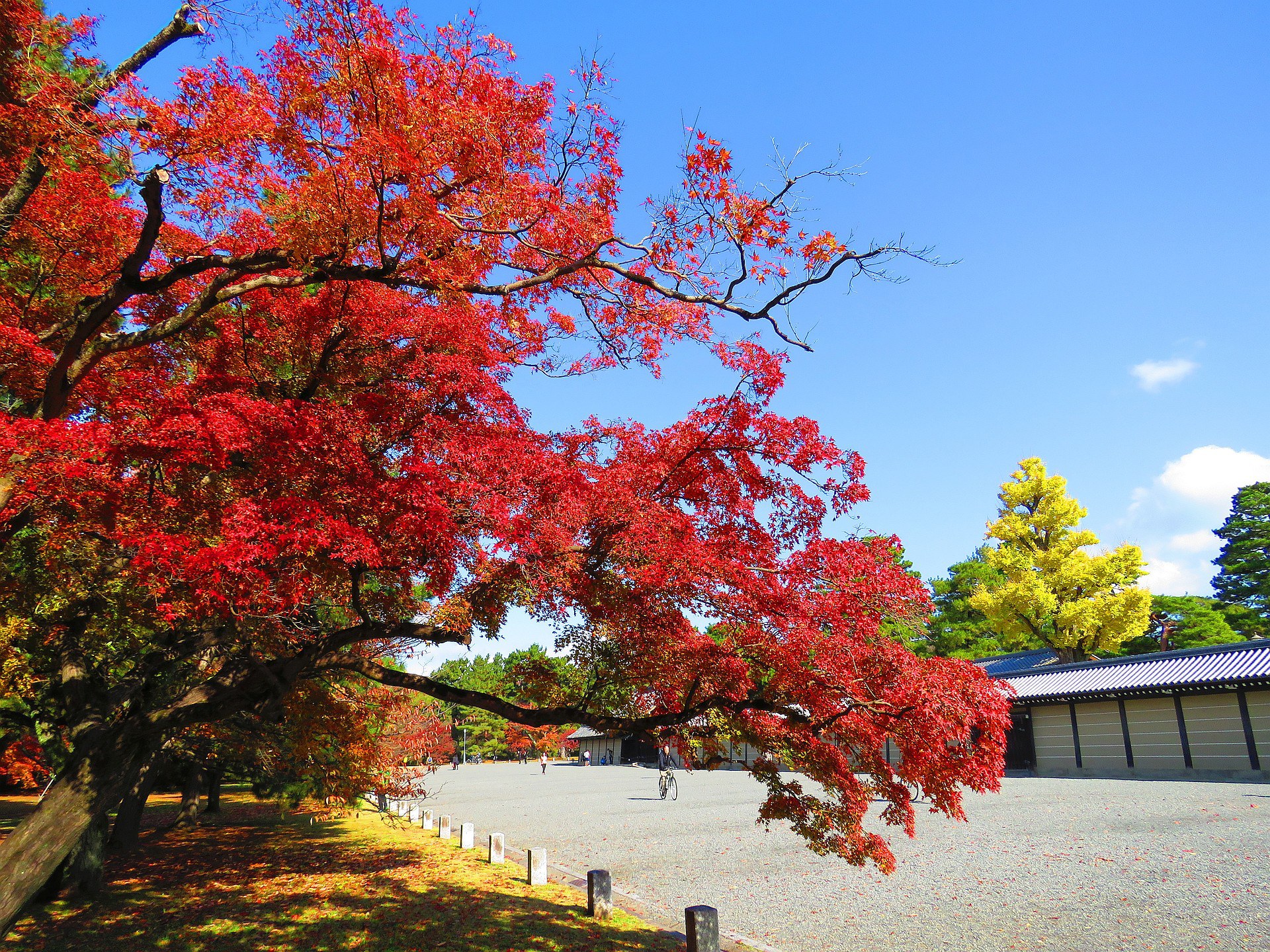 日本の風景 京都御所前の紅葉 壁紙19x1440 壁紙館