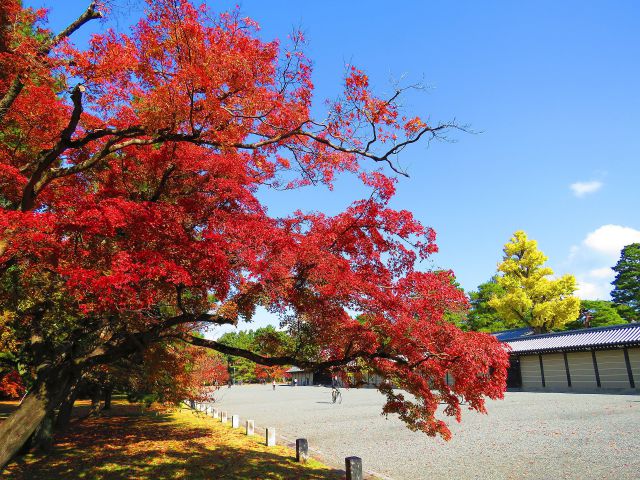 京都御所前の紅葉