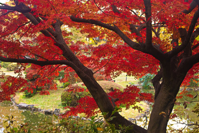 小石川植物園 水辺の紅葉