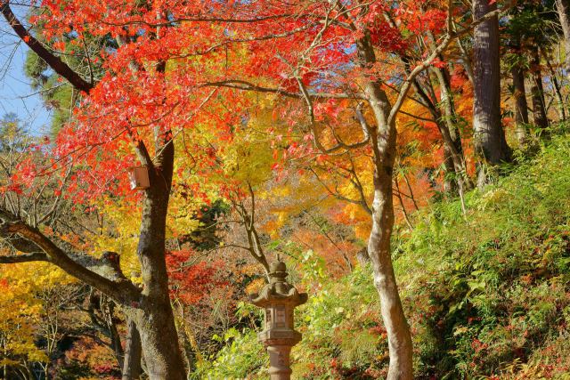 花筐公園のもみじ#12