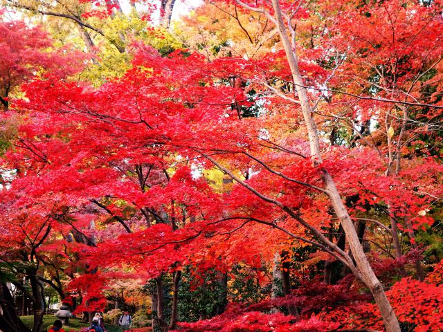 大田黒公園の紅葉