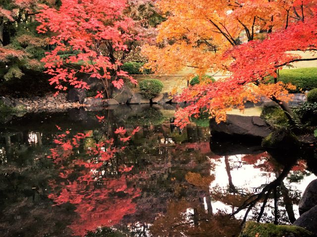 紅葉の映り込み