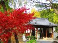 須磨寺仁王門の紅葉