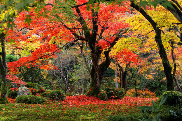 京都の紅葉・圓光寺・#8