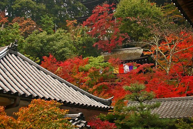 永観堂の紅葉