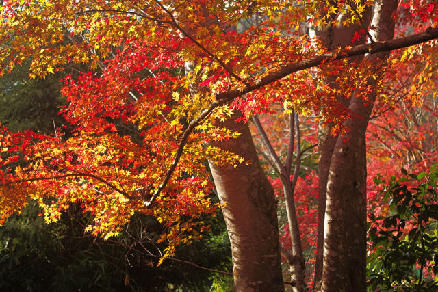 煌めく紅葉