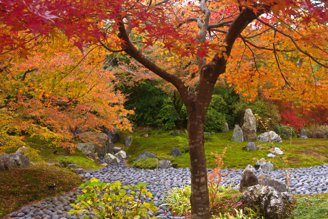 嵐山 宝厳院の枯山水と紅葉