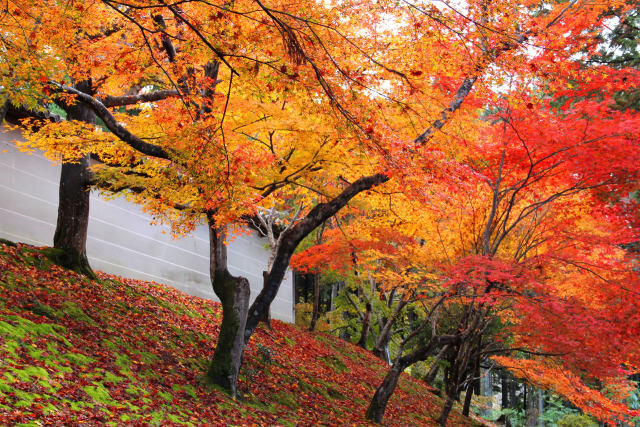 京都の紅葉・曼殊院・#1