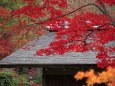 東屋の紅葉