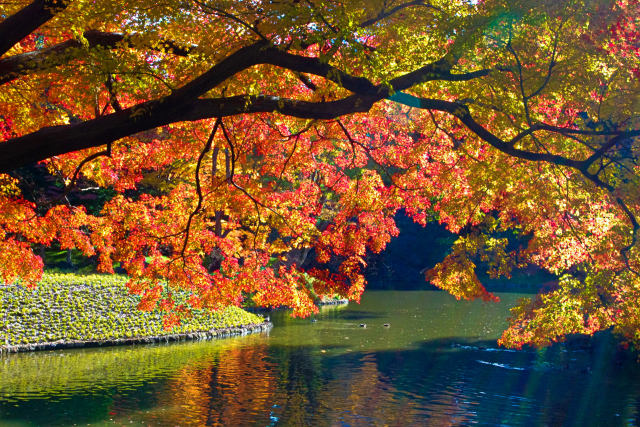 小石川後楽園 煌めく紅葉