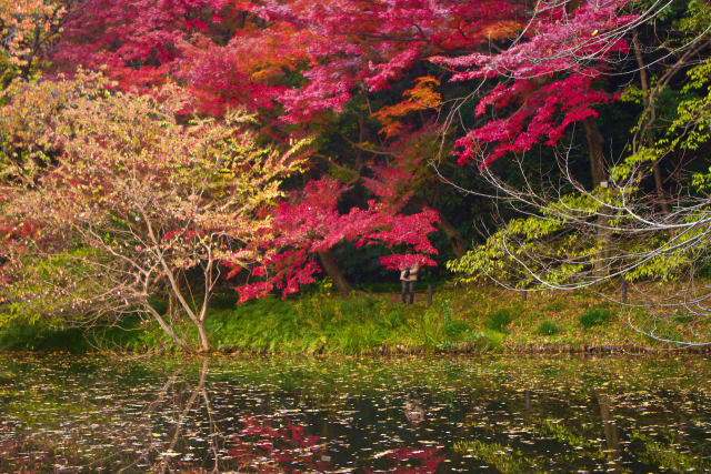 小石川植物園 水辺の紅葉