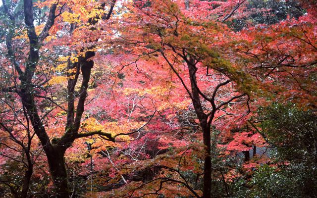 八瀬の栖賢寺紅葉(2)