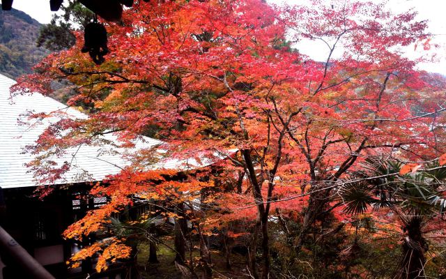 八瀬の栖賢寺紅葉(4)