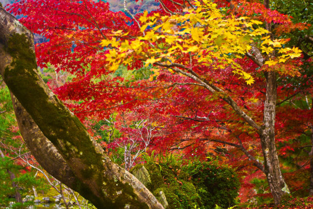 天龍寺の紅葉