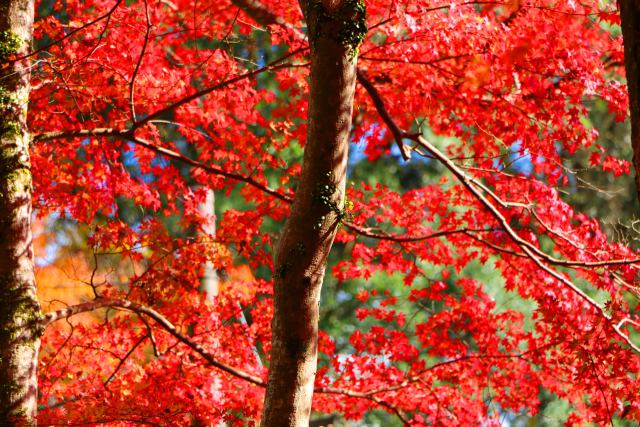 正暦寺紅葉