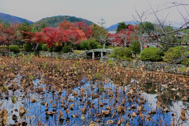 天龍寺紅葉