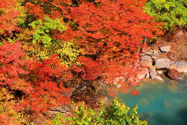 八幡平紅葉