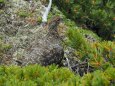 南岳の雄雷鳥