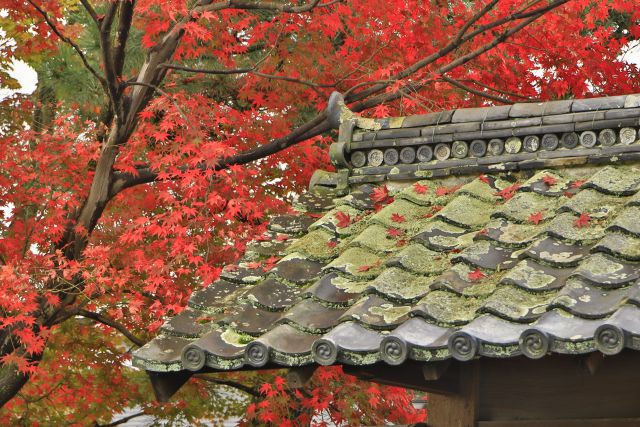 天龍寺のもみじ