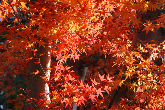 京都の紅葉・曼殊院・#5