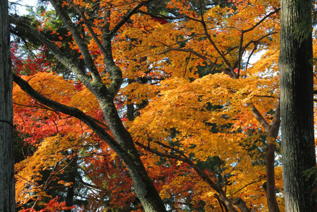 京都の紅葉・曼殊院・#6