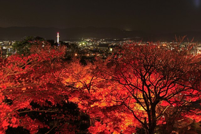 京都夜の紅葉