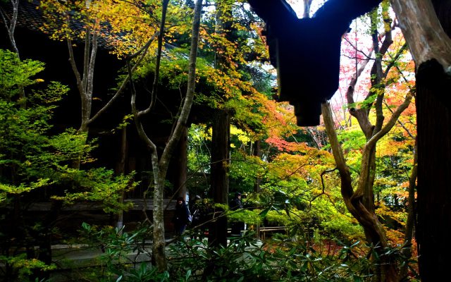 蓮華寺の紅葉(3)