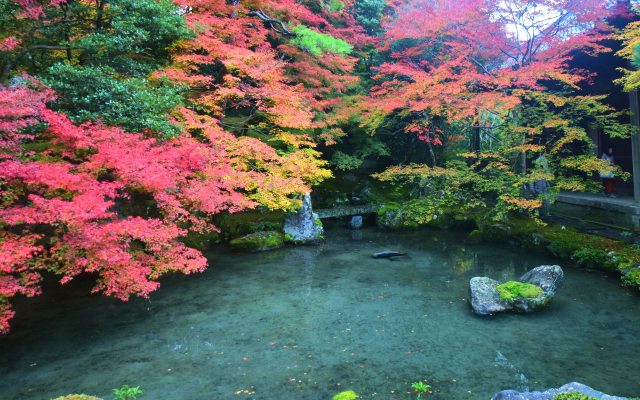 蓮華寺の紅葉(4)