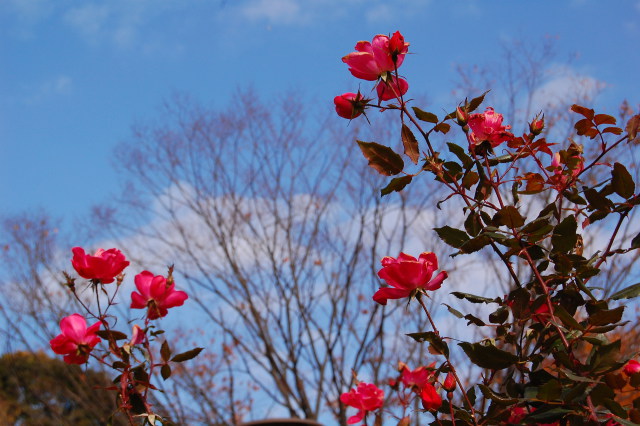 青空に薔薇