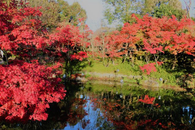 なばなの里紅葉