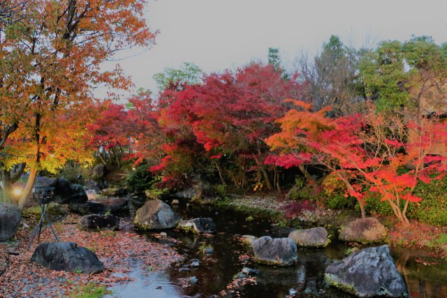 なばなの里紅葉