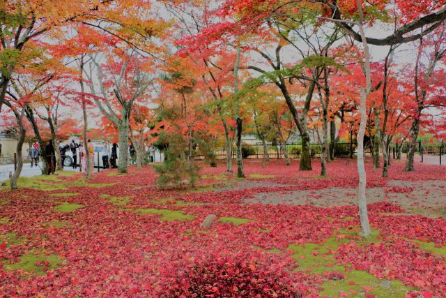 天龍寺紅葉