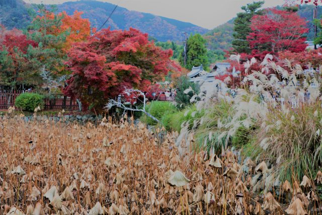 天龍寺紅葉