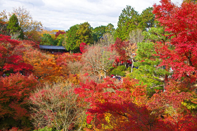 東福寺の紅葉