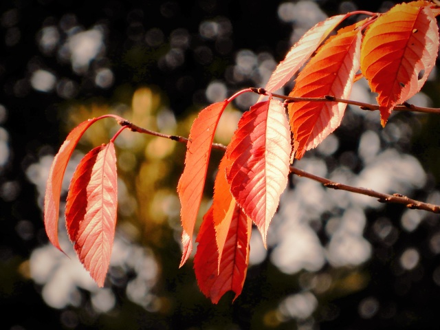 紅葉と玉暈け