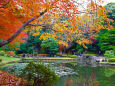 小石川後楽園 内庭の紅葉